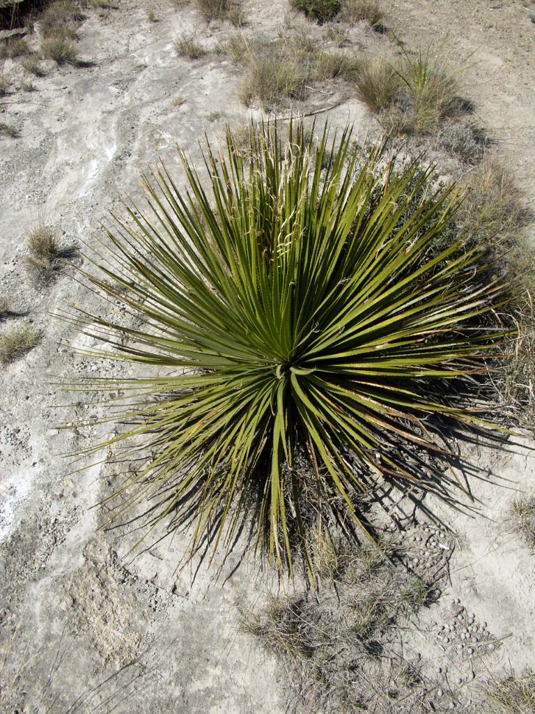 100227_Alchichica 119.jpg